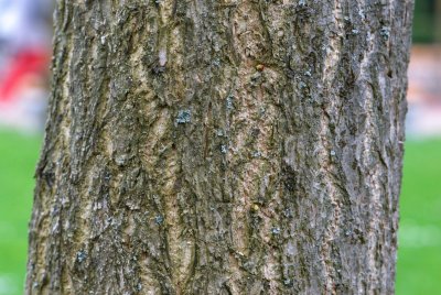 Ginkgo biloba - jinan dvoulaločný - kůra